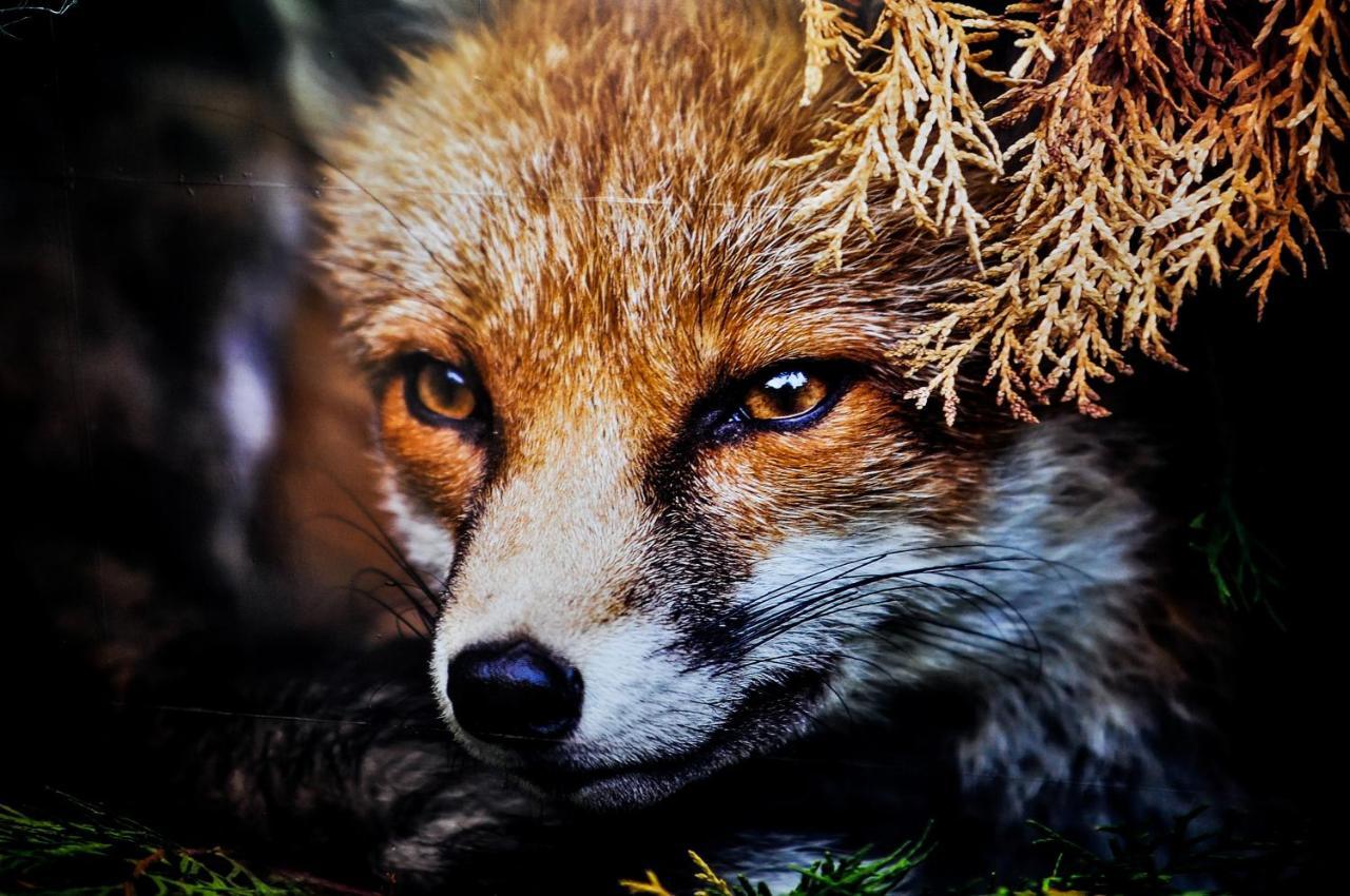 The Fox Casa de hóspedes